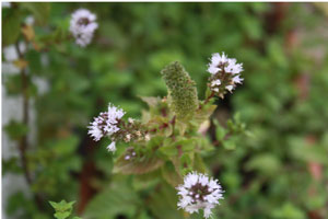 flor de hierbabuena 