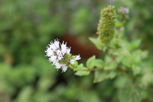 Flor de hierbabuena 