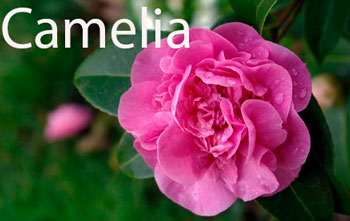 Camelia