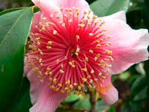 Camelia