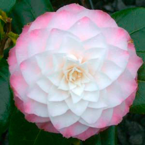 Camelia