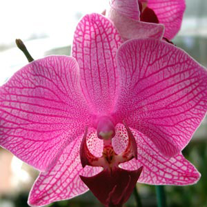 Orquidea