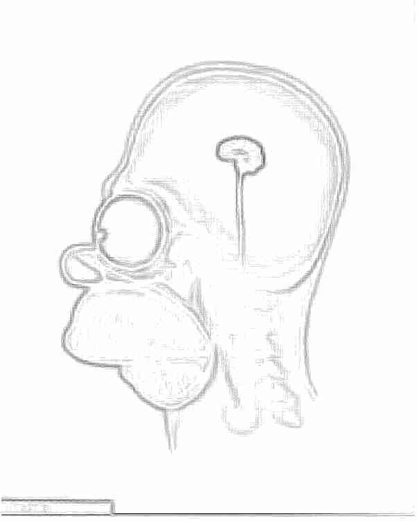 Radiografia cabeza hommer para colorear