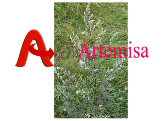 Artemisia vulgaris